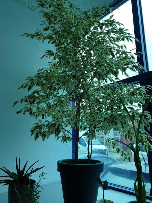 Ficus Benjamin Variegata