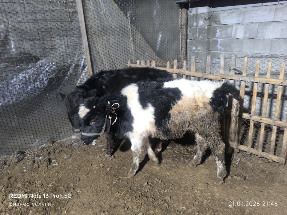 Бузау ургашы сатилади