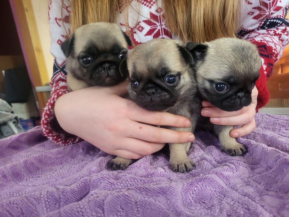 Продаются щенки мопса