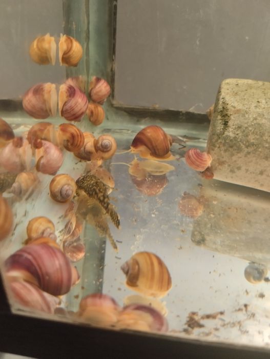 Улитки ампулярии санитары