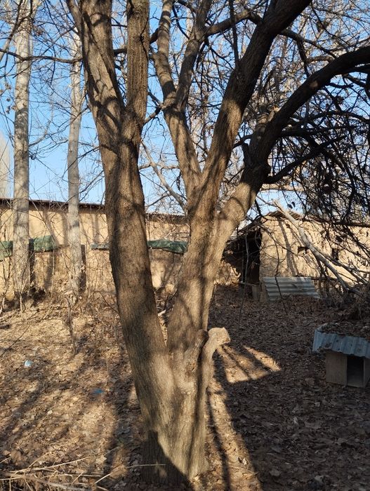 Продам дрова приезжай распили сам