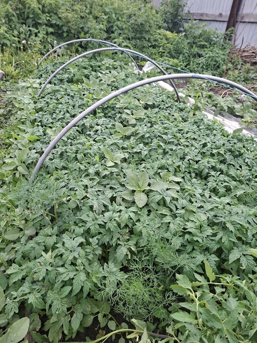 Продам рассады помидоров