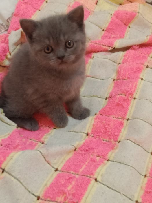 Котята Элитные чистокровные британцы