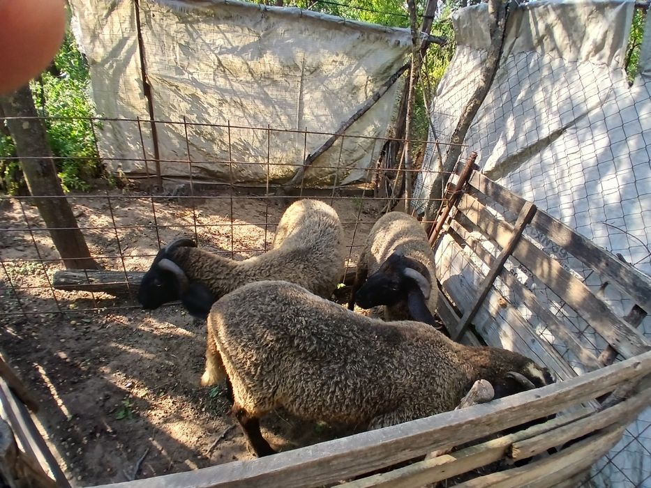 Vand 3 berbecuți