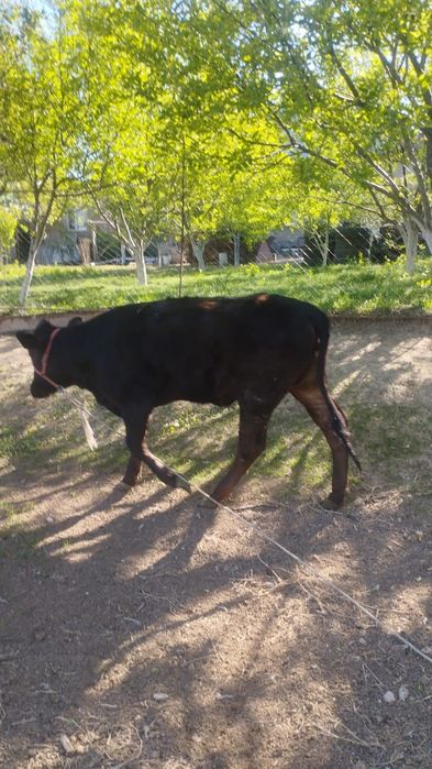 Продается Телка 1 год