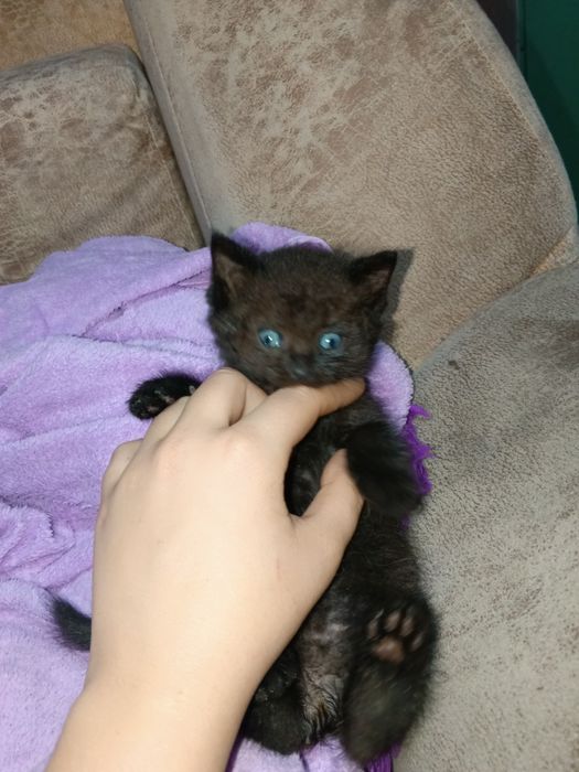 Котенок ищет себе семью.