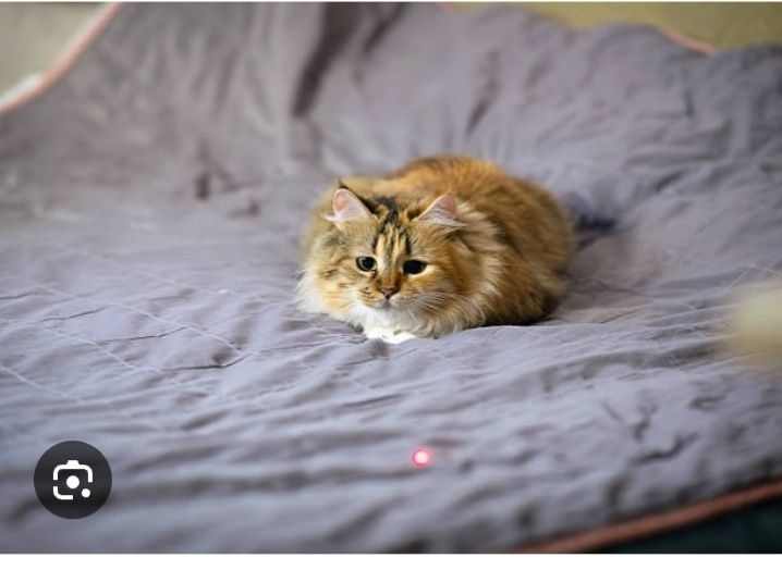 Передержка кошек