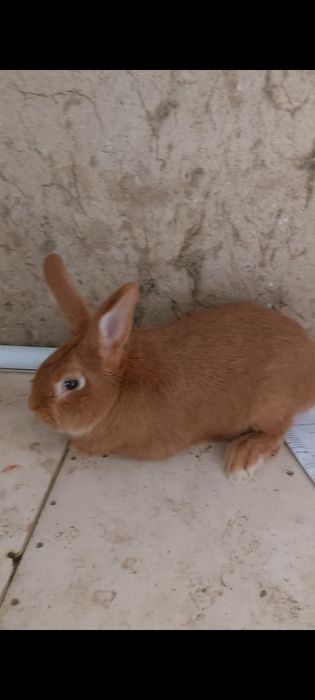 Кролики Коян бургун самец