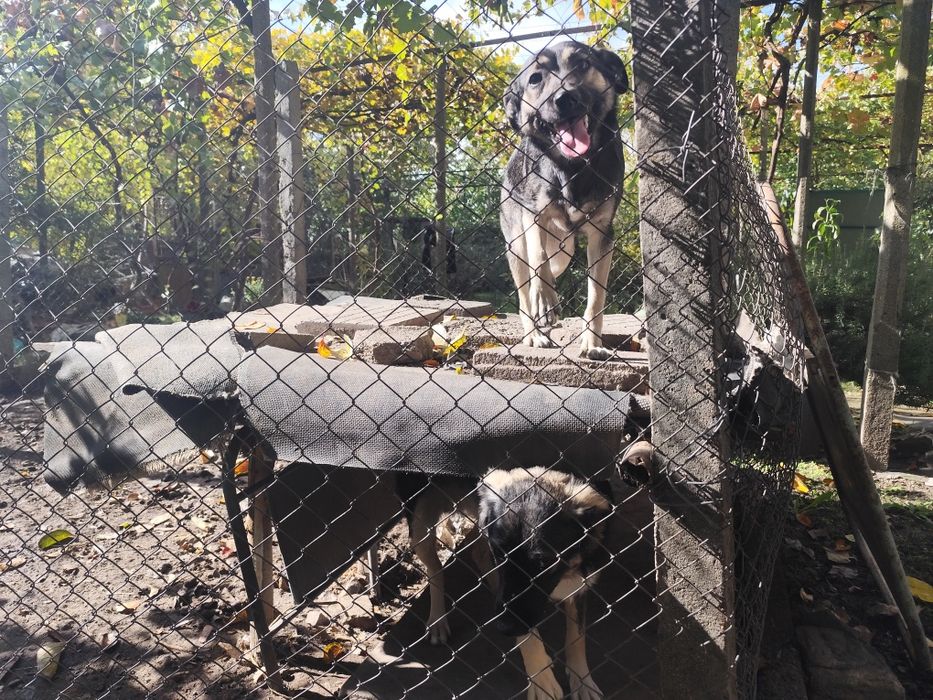 Подаряваме кученца