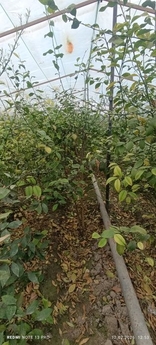 Лимон кўчатлари сотилади