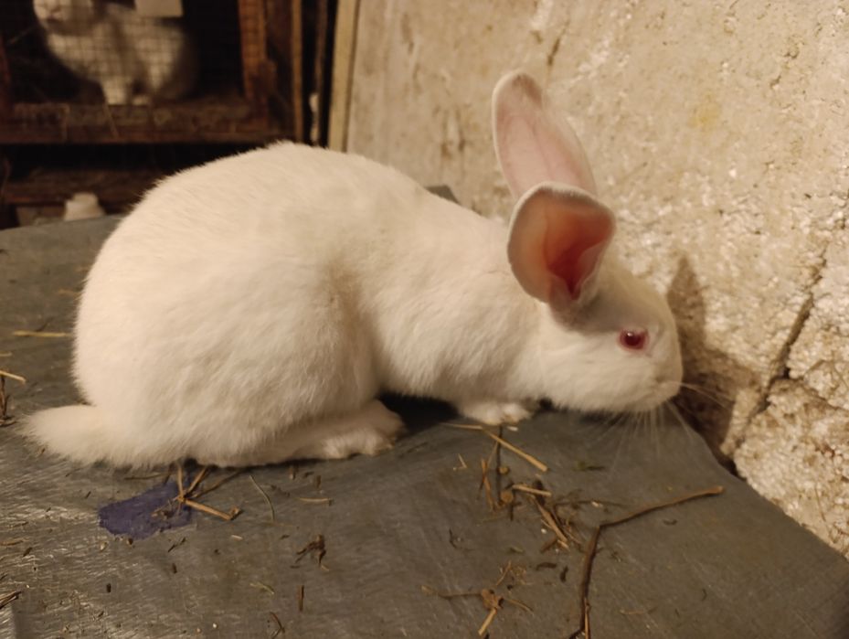 Продам самок белого великана