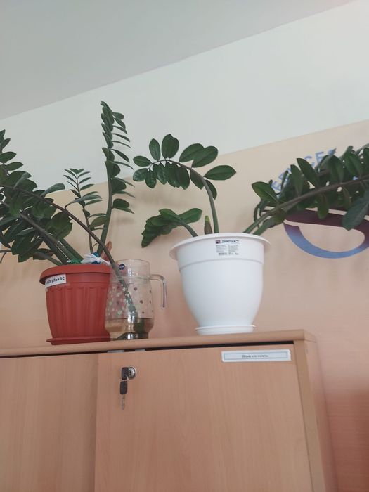 Продам цветы в горшках