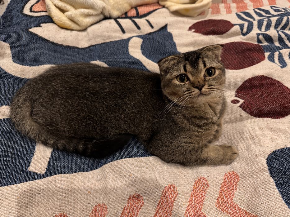 Котенок в хорошие руки