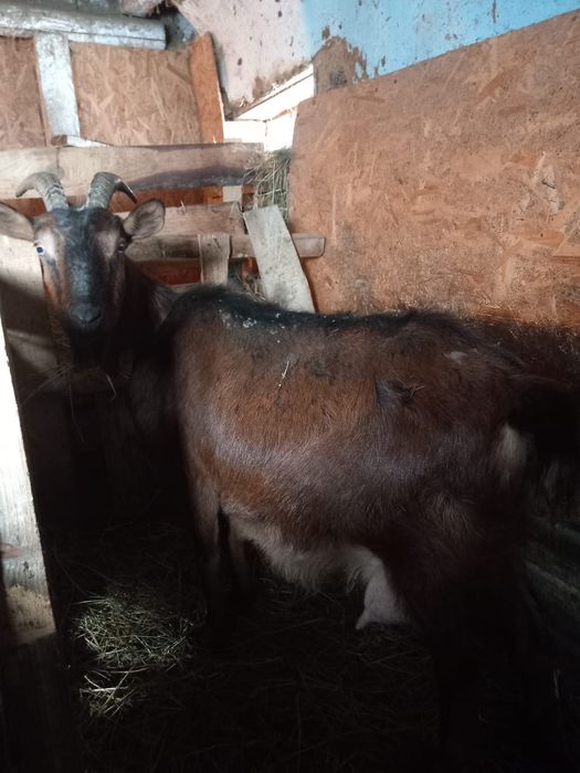 Vând capre de rasă cu tot cu ezi