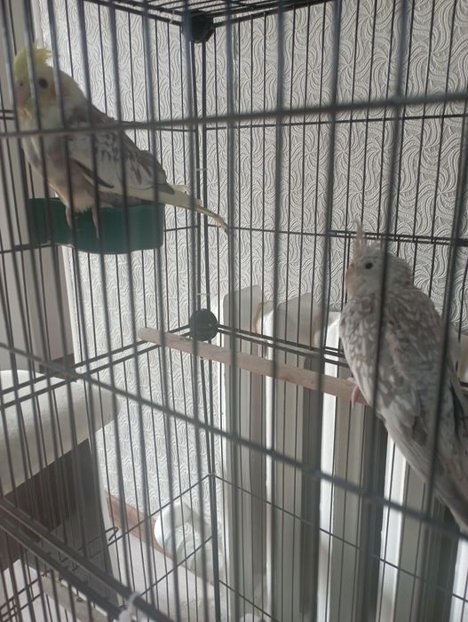 Пара попугаев Карела