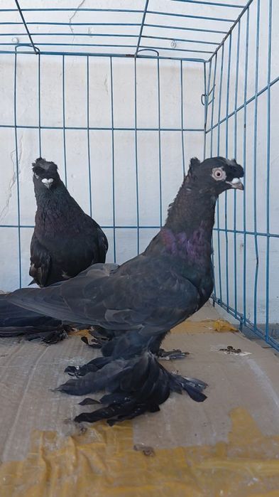 Голуби игровых кровей
