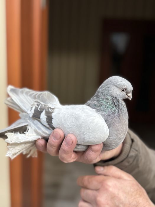 Продам летных, бойных голубок