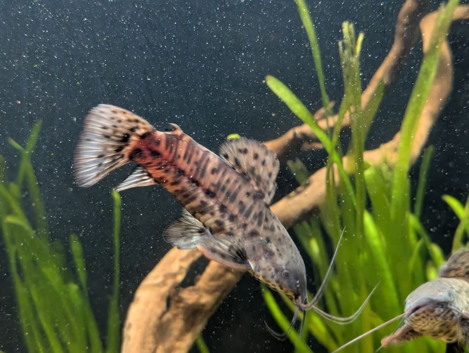 Продам аквариумную рыбу