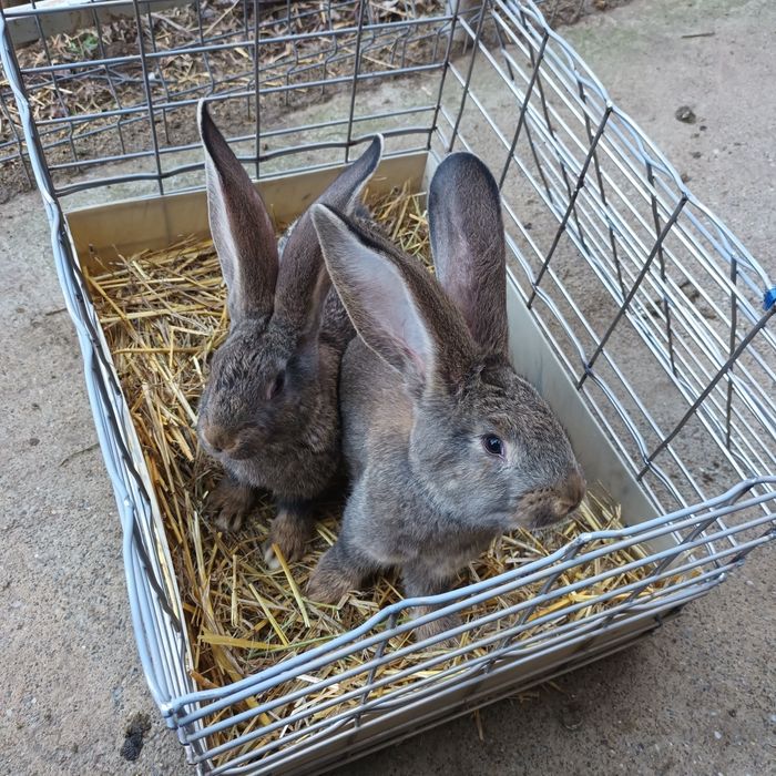 Iepuri Uriaș German gri