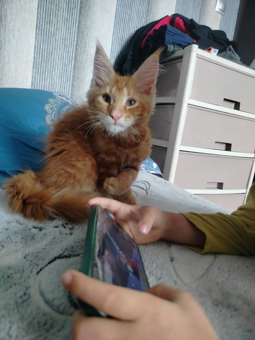 Продам котят породы мейн кун