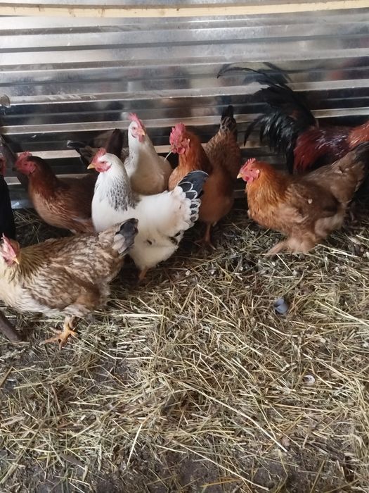 Куры кучены разные