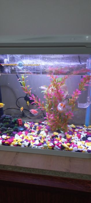 Akvarium sotiladi Baliqlari bilan.