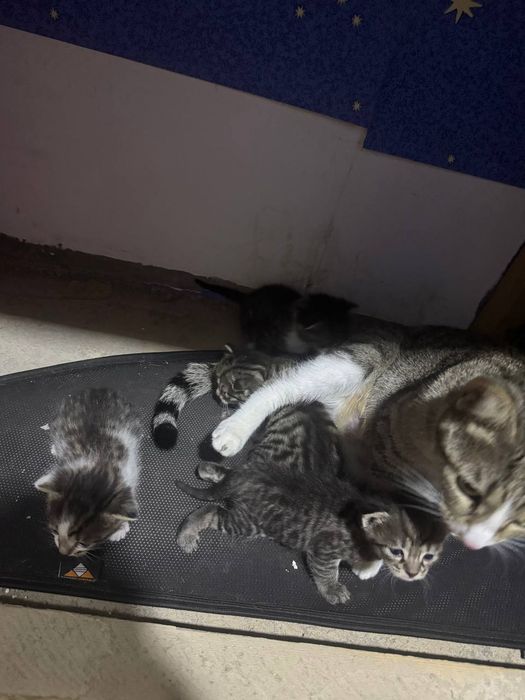 Отдам котят в хорошие руки бесплатно