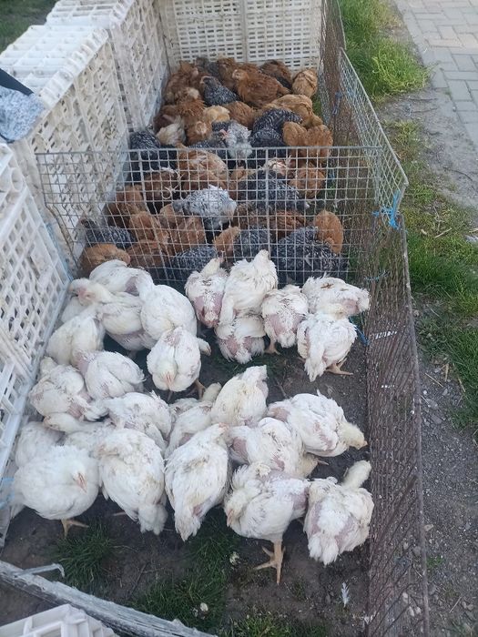 Pui rățuște bibilici