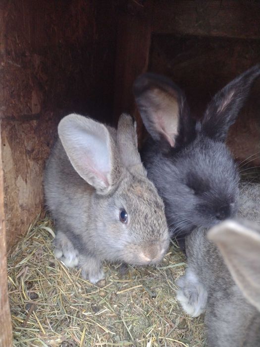 Vând iepuri mari și mici