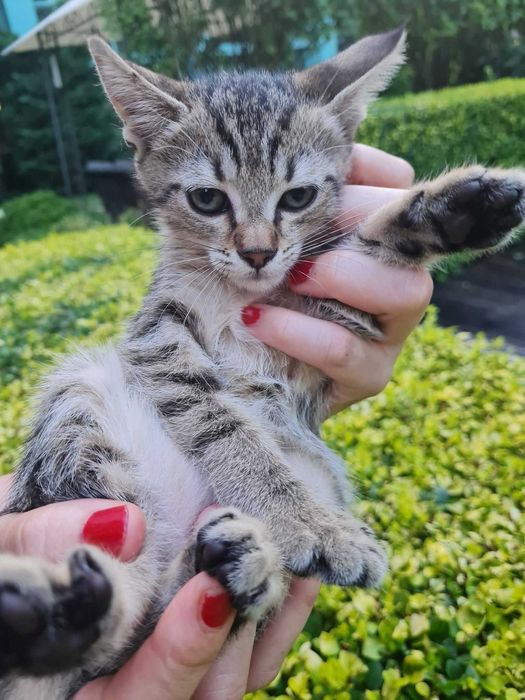 Три котета търсят дом