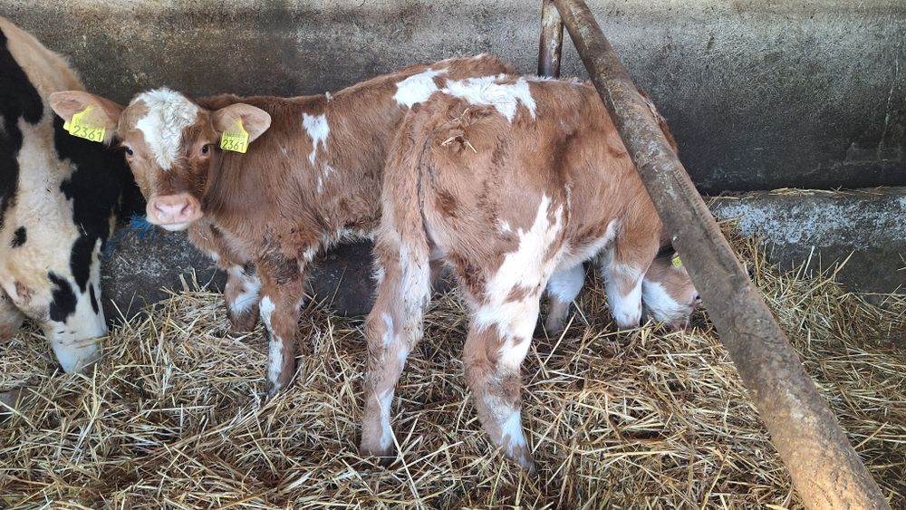 Vand viței de carne