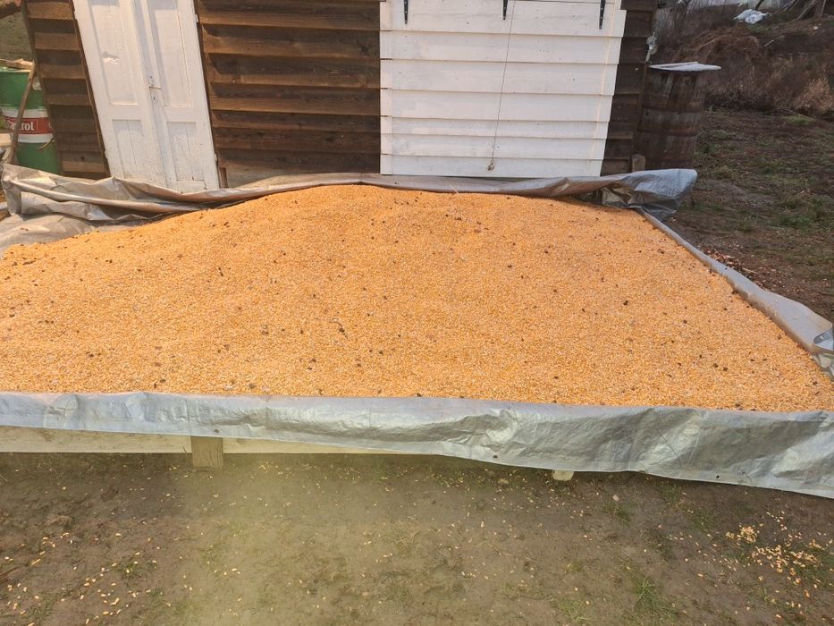 Porumb boabe de vanzare