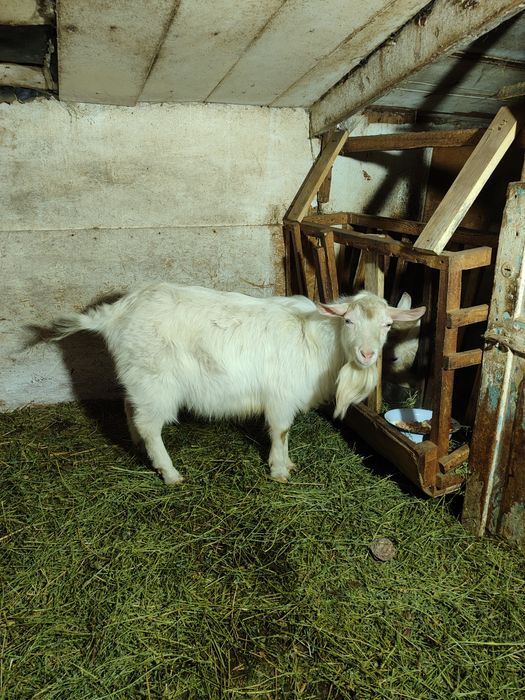 козлы 1 год 3 года