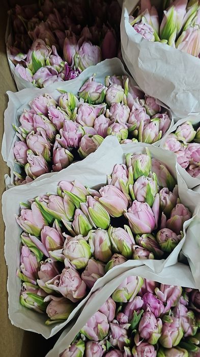 Голландские Тюльпаны к Наурызу!