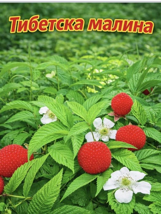 Ягодова малина или мяу мяу