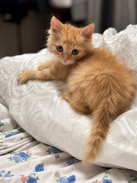 Котята бесплатно в добрые руки
