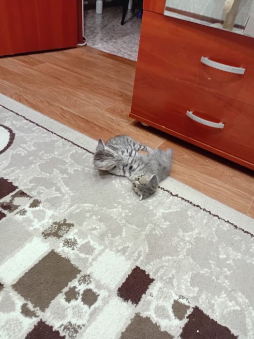 Отдам котят в добрые руки