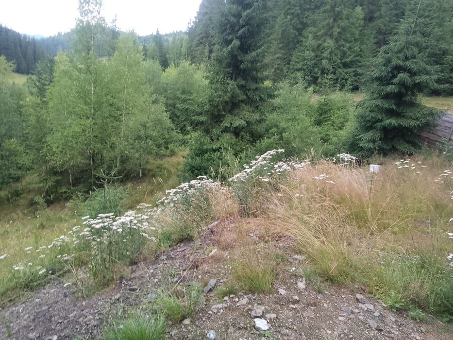 Proprietar vand pământ  extravilan.