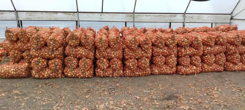 Ciapa plata cantitate mare