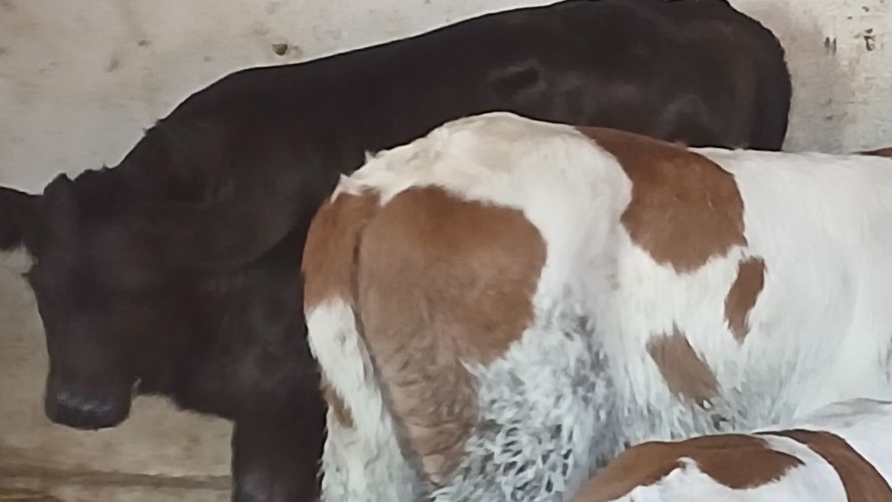 Vitei angus si baltata