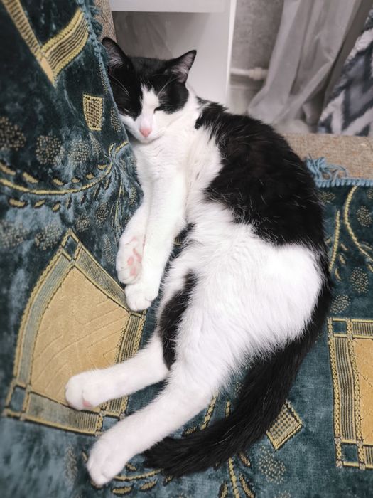 Котенок 7 месяцев