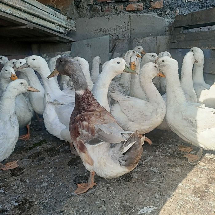 продам утки муларды