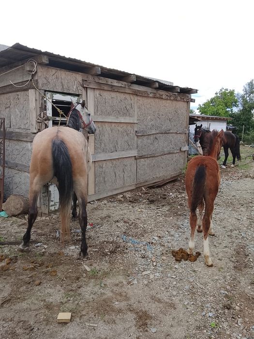 Cârlană de 4 ani cu mâna de 3 luni