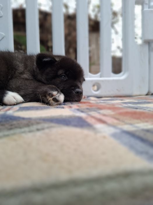 Акита американская щенки