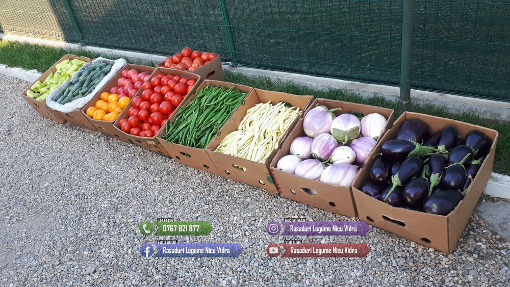 Rasaduri | Rasad Rosii Lacrima fecioarei Inima de bou Grase romanesti