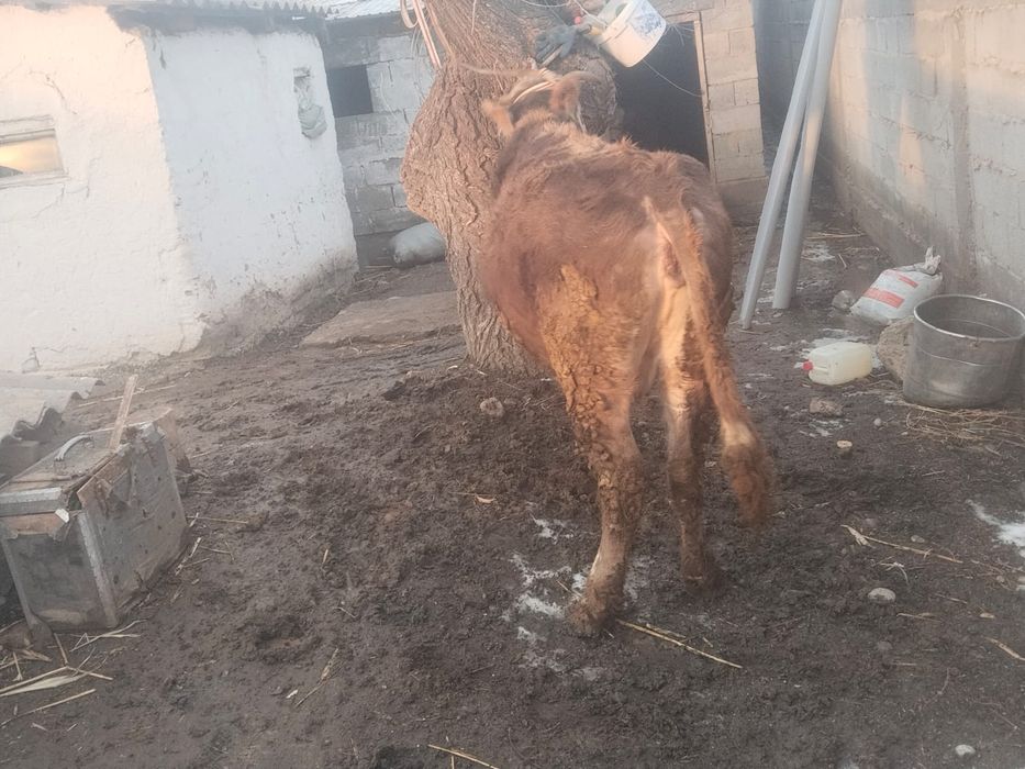 Сиыр сатылады байланған