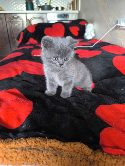 Британска късокосместа