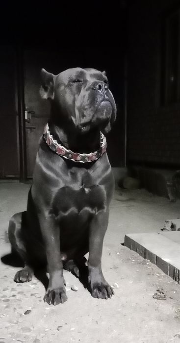 Кане Корсо. девочки.