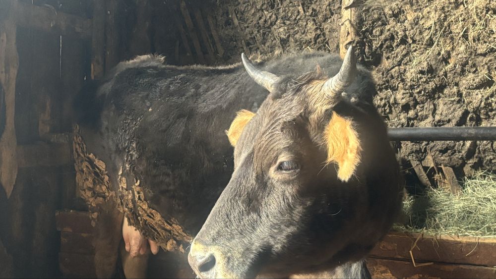 Продам Карову  Крупную