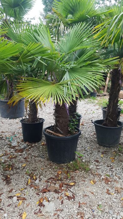 Palmierii trachicarpus Fortunei toate dimensiunile